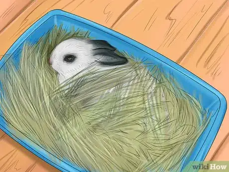 Image intitulée Raise a Lop Eared Rabbit As a Pet Step 5