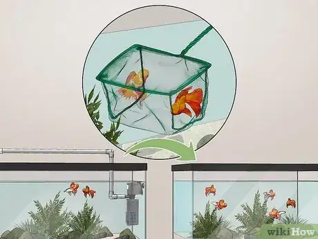 Image intitulée Breed Fish Step 9