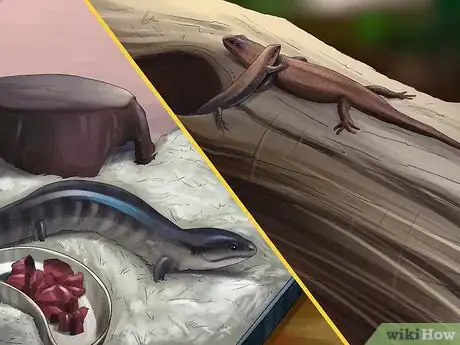 Image intitulée Care for a Skink Step 5