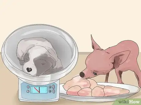 Image intitulée Control Arthritis Pain in Dogs Step 5