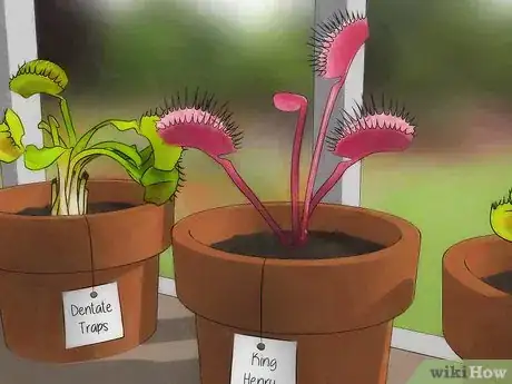 Image intitulée Choose a Venus Flytrap Step 3