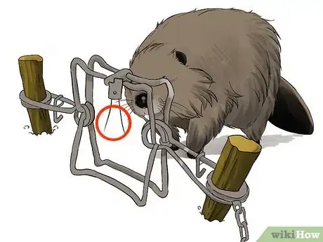 Image intitulée Trap a Beaver Step 8