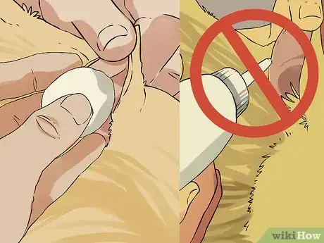 Image intitulée Give a Small Dog a Bath Step 14