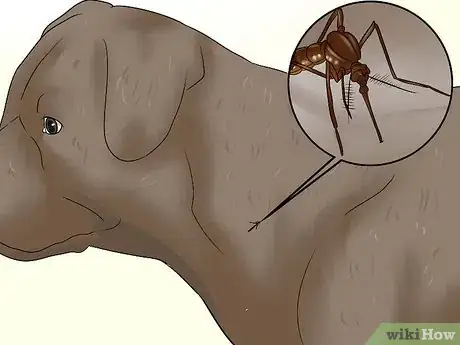Image intitulée Diagnose Heartworms in Dogs Step 11