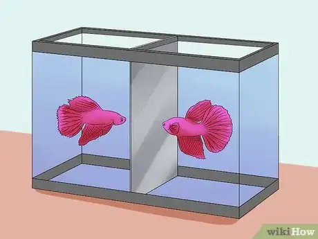 Image intitulée Help a Betta Fish Live Longer Step 21