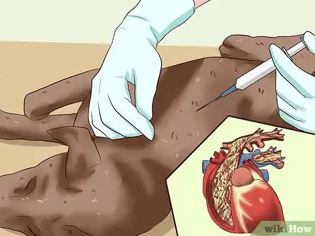 Image intitulée Treat Worms in Dogs Step 13