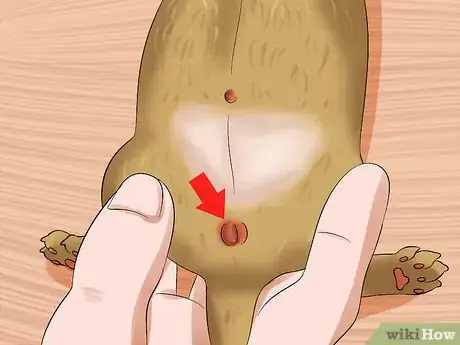 Image intitulée Determine the Sex of Puppies Step 7
