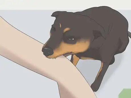 Image intitulée Get Your Small Dog to Stop Biting and Barking at You Step 11
