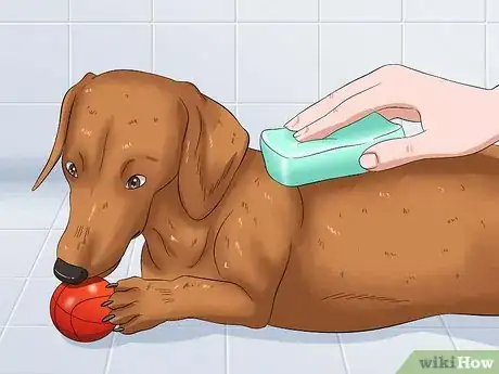 Image intitulée Bathe a Dog and Keep It Calm Step 12