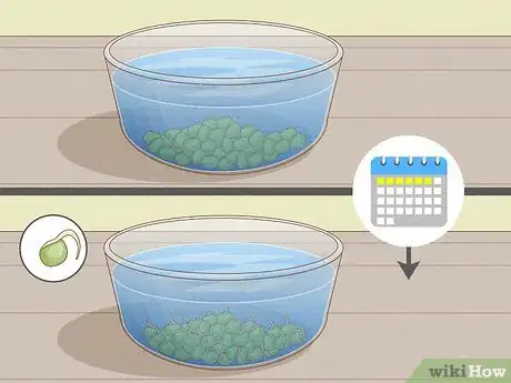 Image intitulée Grow Sprouts Step 9