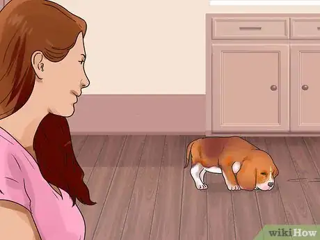 Image intitulée Feed Puppies Step 12