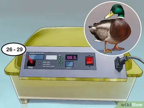 Image intitulée Hatch a Mallard Duck Egg Step 7