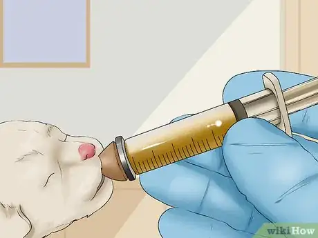 Image intitulée Save a Fading Newborn Puppy Step 10