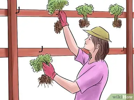 Image intitulée Grow Peanuts Step 19
