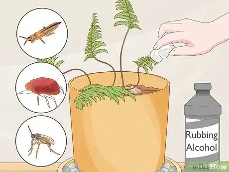 Image intitulée Grow a Rabbit Foot Fern Step 10