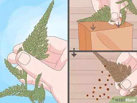 Image intitulée Grow a Rabbit Foot Fern Step 12