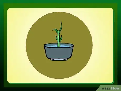 Image intitulée Propagate Lucky Bamboo Step 5