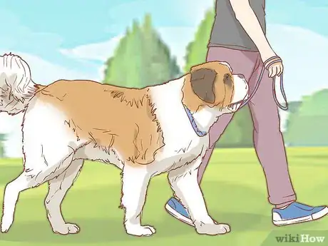Image intitulée Care for a Saint Bernard Step 5