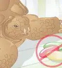 élever un bébé tortue