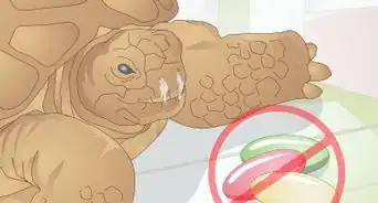 élever un bébé tortue