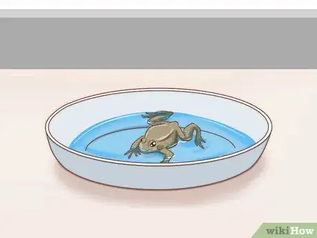 Image intitulée Care for Green Tree Frogs Step 12