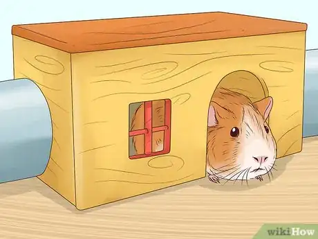 Image intitulée Tame Your Guinea Pig Step 10