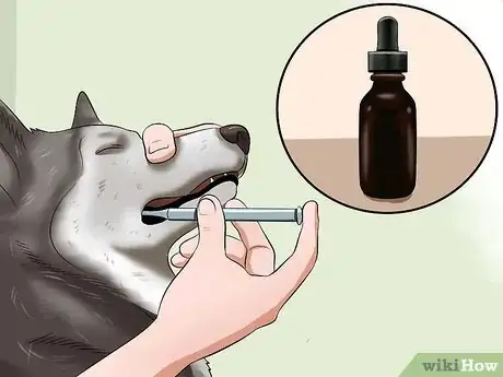 Image intitulée Treat Dog Worms With Food and Herbs Step 14