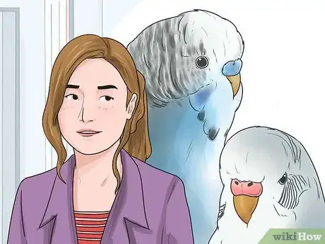 Image intitulée Identify Your Budgie's Gender Step 2