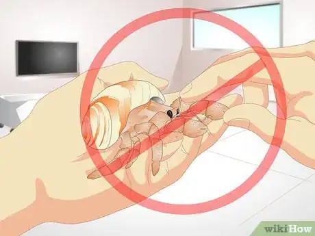 Image intitulée Tell if a Hermit Crab is Sick Step 9