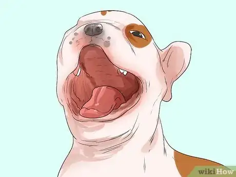 Image intitulée Diagnose Breathing Problems in French Bulldogs Step 3