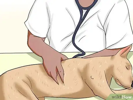 Image intitulée Diagnose Heartworms in Dogs Step 12