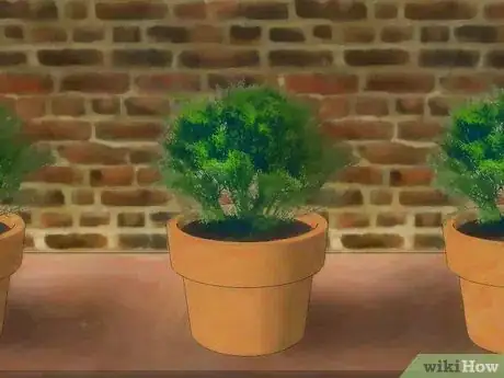 Image intitulée Plant Juniper Step 2