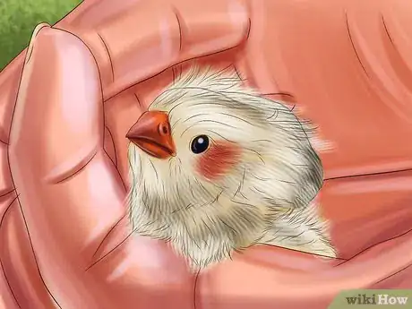 Image intitulée Raise Zebra Finches Step 29