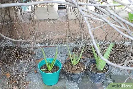 Image intitulée Plant Aloe Vera Step 6