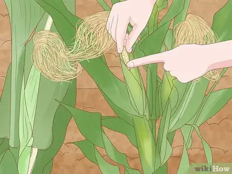 Image intitulée Grow Sweet Corn Step 15