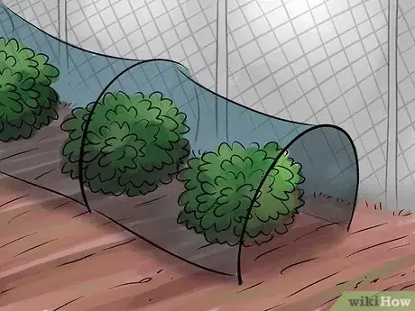 Image intitulée Grow Peanuts Step 16