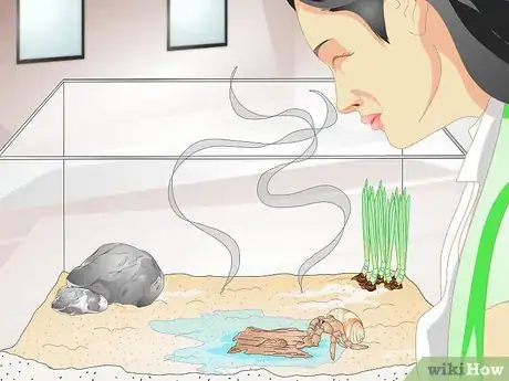 Image intitulée Tell if a Hermit Crab is Sick Step 4