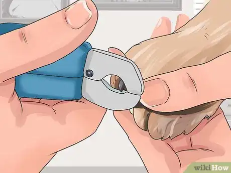 Image intitulée Be a Good Dog Owner Step 7