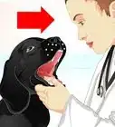 raffermir les selles de votre chien