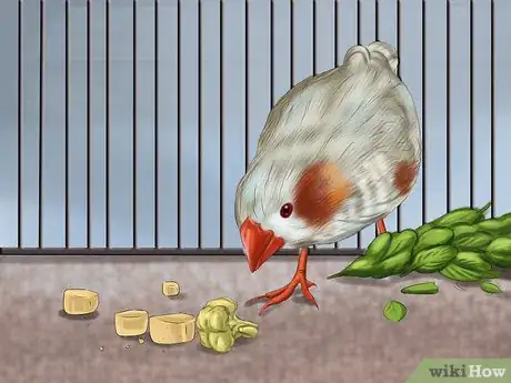 Image intitulée Raise Zebra Finches Step 14