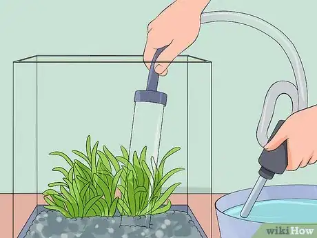 Image intitulée Help a Betta Fish Live Longer Step 15