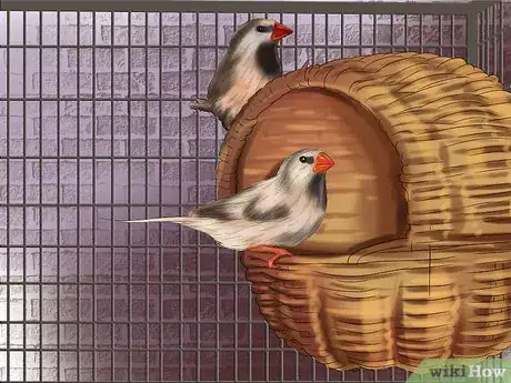 Image intitulée Raise Zebra Finches Step 21