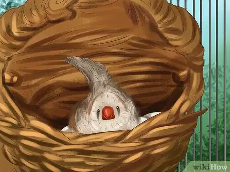 Image intitulée Raise Zebra Finches Step 26