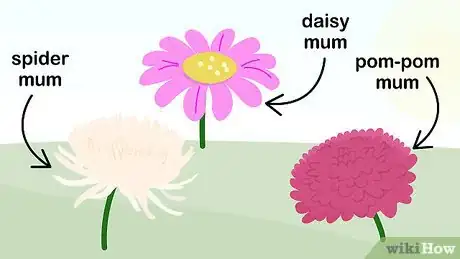 Image intitulée Plant Mums Step 2