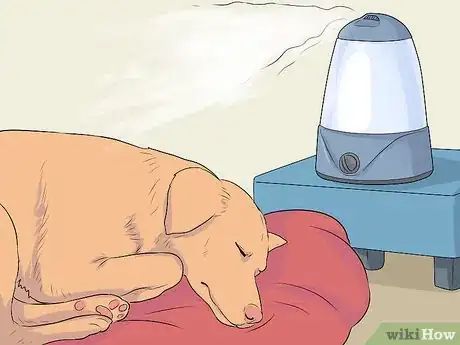 Image intitulée Treat a Dog with a Cold Step 3