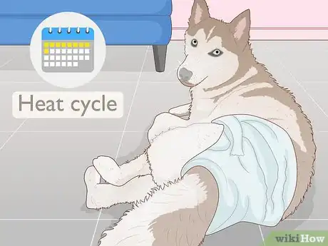 Image intitulée Breed Husky Dogs Step 6