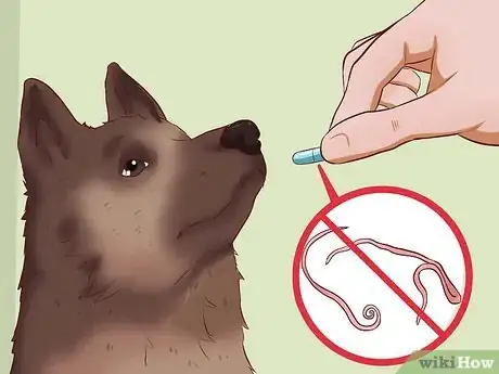 Image intitulée Get Dogs to Gain a Healthy Weight Step 4
