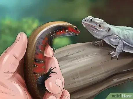 Image intitulée Care for a Skink Step 11