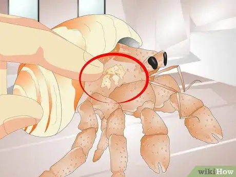 Image intitulée Tell if a Hermit Crab is Sick Step 2
