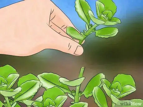 Image intitulée Grow Oregano Step 10